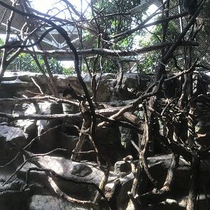 Tropics Trail - Silvery Langur Exhibit