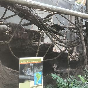 Tropics Trail - Bolivian Gray Titi/Red-Rumped Agouti Exhibit