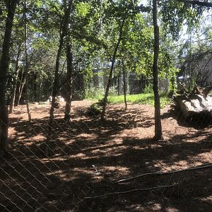 Minnesota Trail - Coyote Exhibit
