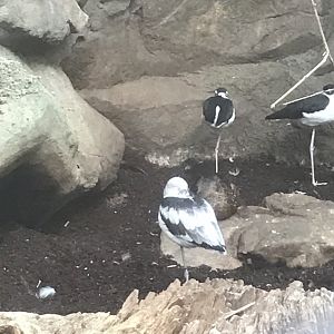 Avocet Id?