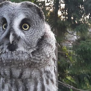 Eurasaian great grey owl (Strix nebulosa lapponica)