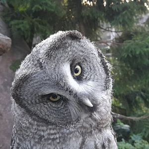Eurasian great grey owl (Strix nebulosa)