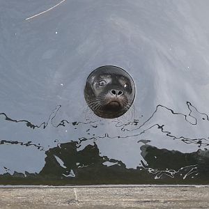 Eastern Atlantic common seal ( Phoca vitulina vitulina)