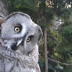 Eurasian great grey owl (Strix nebulosa lapponica)