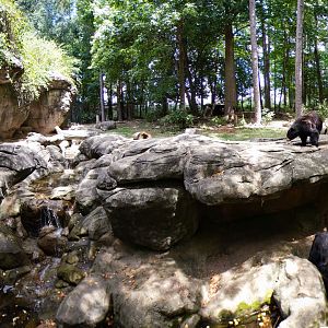 Aug. 2022 - North America: Prairie - American Black Bear Exhibit