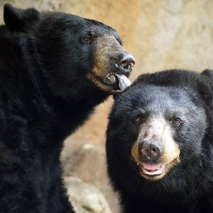 Aug. 2022 - North America: Prairie - Black Bears Luna and Nova