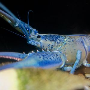 Blue American Lobster (Homarus americanus)