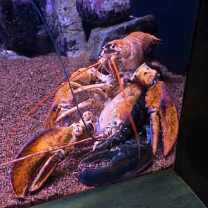 Split and Orange American Lobsters (Homarus americanus)