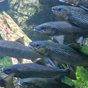 Atlantic Salmon (Salmo salar)