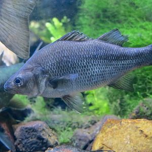 White Perch (Morone americana)