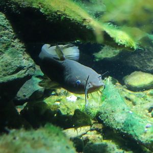 Brown Bullhead Catfish (Ameiurus nebulosus)