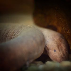 [December 2018] three-toed amphiuma (Amphiuma tridactylum)