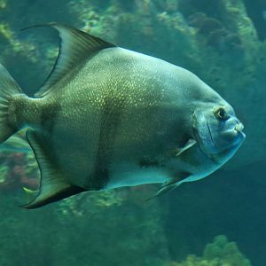 Atlantic Spadefish (Chaetodipterus faber)