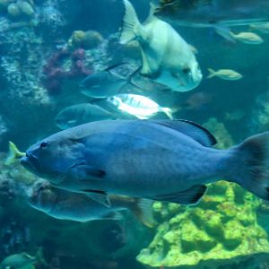 Black Grouper (Mycteroperca bonaci)