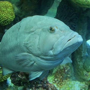 Red Grouper (Epinephelus morio)