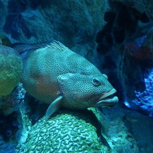 Red Hind (Epinephelus guttatus)