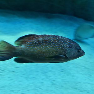 Coney (Cephalopholis fulva)