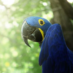 [September 2018] Tier Garten- Hyacinth macaw (Anodorhynchus hyacinthinus)