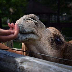 [September 2018] dromedary camel (Camelus dromedarius) looking for food in visitor's hand