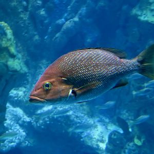 Blackfin Snapper (Lutjanus buccanella)