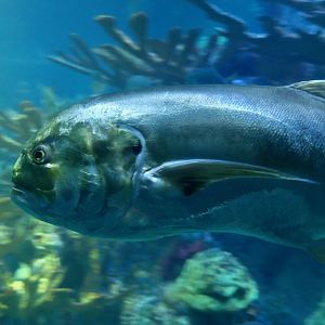 Crevalle Jack (Caranx hippos)
