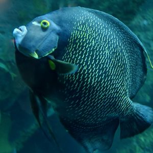 French Angelfish (Pomacanthus paru)