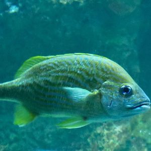 French Grunt (Haemulon flavolineatum)