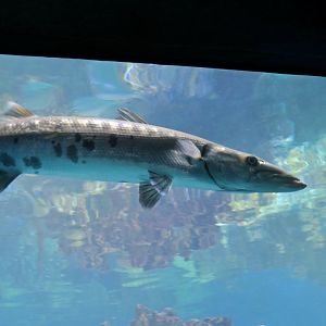 Great Barracuda (Sphyraena barracuda)