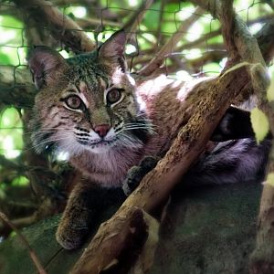 Aug. 2022 - North America: Streamside - Bobcat