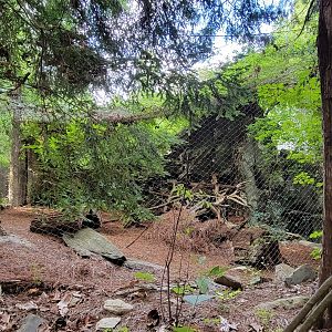 Aug. 2022 - North America: Streamside - Bobcat Exhibit