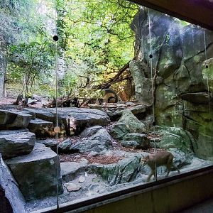 Aug. 2022 - North America: Streamside - Bobcat Exhibit