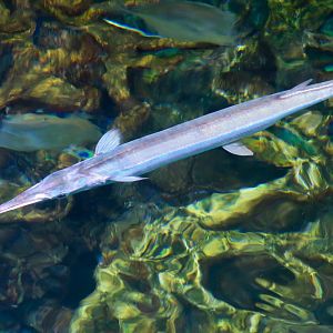 Houndfish (Tylosurus crocodilus)