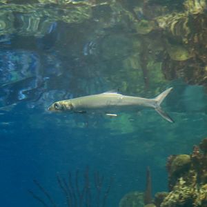 Ladyfish (Elops saurus)