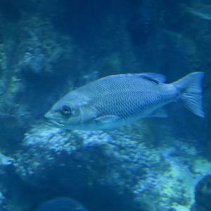 Mangrove Snapper (Lutjanus griseus)