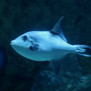 Ocean Triggerfish (Canthidermis sufflamen)