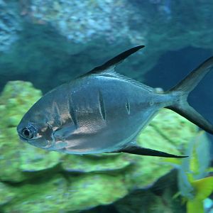 Palometa (Trachinotus goodei)