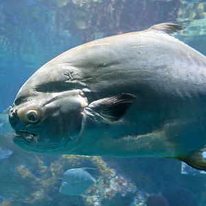 Permit (Trachinotus falcatus)