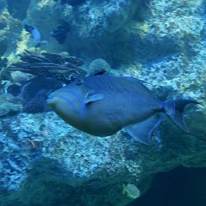 Queen Triggerfish (Balistes vetula)
