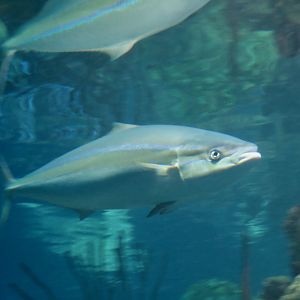 Rainbow Runner (Elagatis bipinnulata)