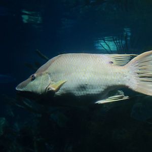 Rooster Hogfish (Lachnolaimus maximus)