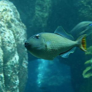 Sargassum Triggerfish (Xanthichthys ringens)