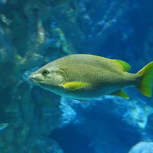 Schoolmaster Snapper (Lutjanus apodus)