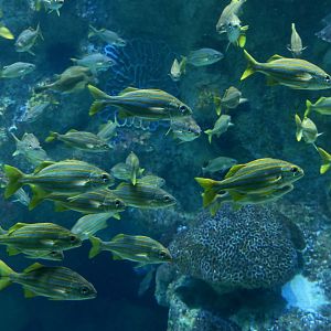 Smallmouth Grunt (Haemulon chrysargyreum)