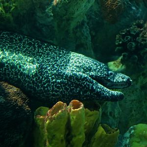 Spotted Moray (Gymnothorax moringa)
