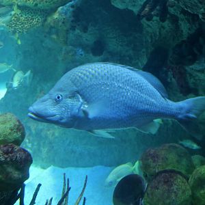 White Margate (Haemulon album)