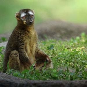 [September 2018] Tier Garten- red-fronted lemur (Eulemur rufifrons)