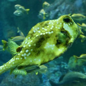 Buffalo Trunkfish (Lactophrys trigonus)