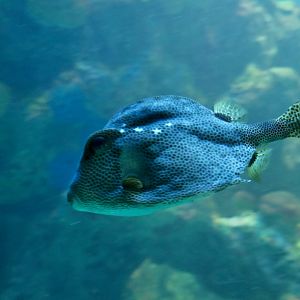 Spotted Trunkfish (Lactophrys bicaudalis)