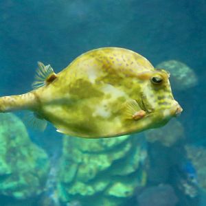 Scrawled Cowfish (Acanthostracion quadricornis)