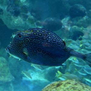 Honeycomb Cowfish (Acanthostracion polygonius)